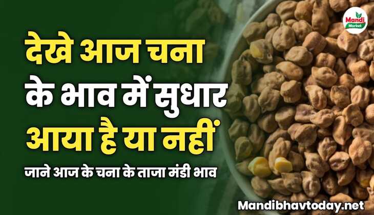 देखे आज चना के भाव में सुधार आया है या नहीं | जाने आज के चना के ताजा मंडी भाव 