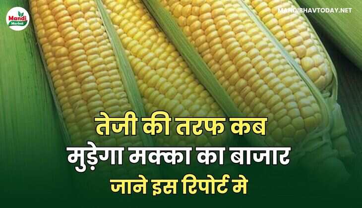 मक्का IMAGE