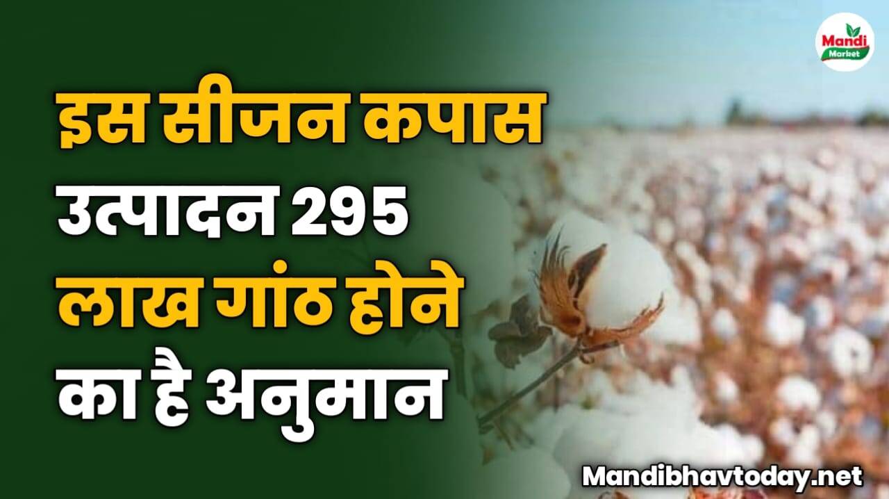 इस सीजन कपास उत्पादन 295 लाख गांठ होने का है अनुमान | देखे पूरी जानकारी इस मे