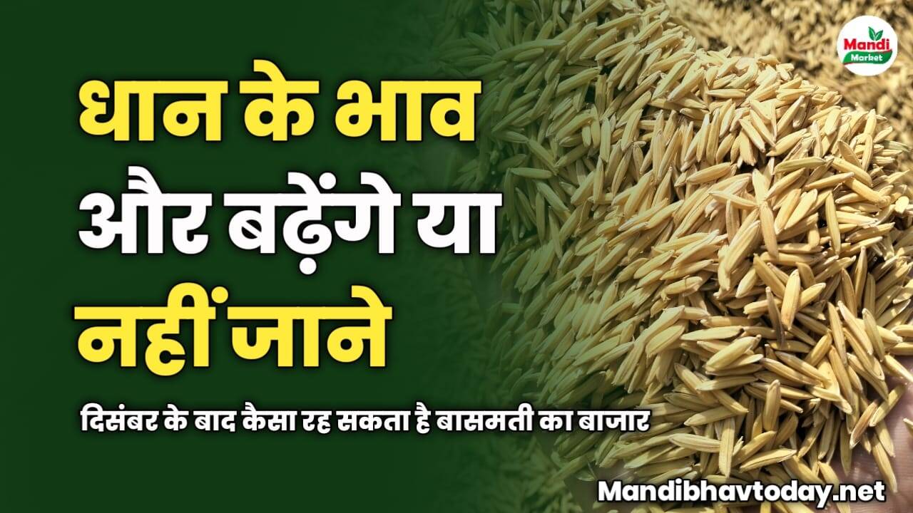 धान के भाव और बढ़ेंगे या नहीं | जाने दिसंबर के बाद कैसा रह सकता है बासमती का बाजार