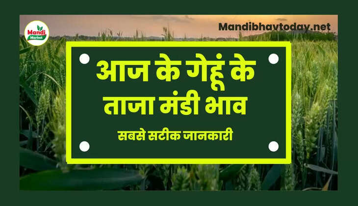 wheat kanak gehu Live Rate Today 29 Dec 2022