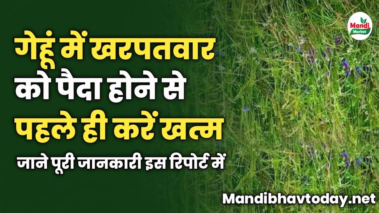 गेहूं में खरपतवार को पैदा होने से पहले ही करें खत्म | अपनाएं यह तरीका