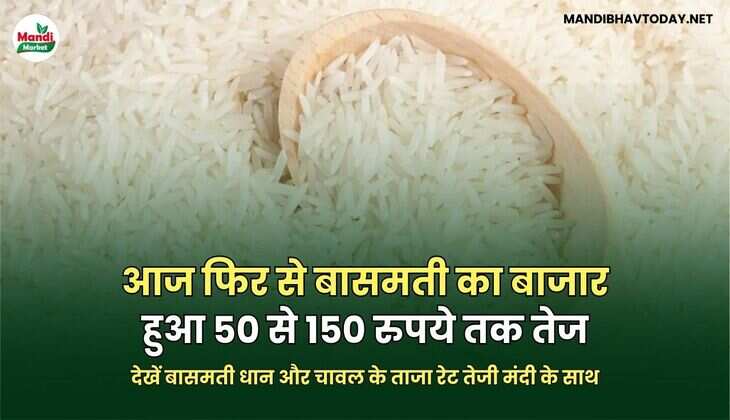 आज फिर से बासमती का बाजार हुआ 50 से 150 रुपये तक तेज