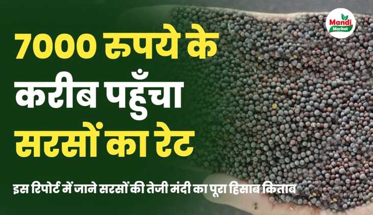 7000 के करीब पहुँचे सरसों के भाव | रिपोर्ट में जाने सरसों की तेजी मंदी का पूरा हिसाब किताब