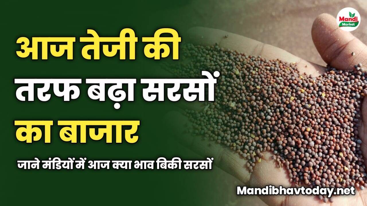 आज तेजी की तरफ बढ़ा सरसों का बाजार | जाने मंडियों में आज क्या भाव बिकी सरसों