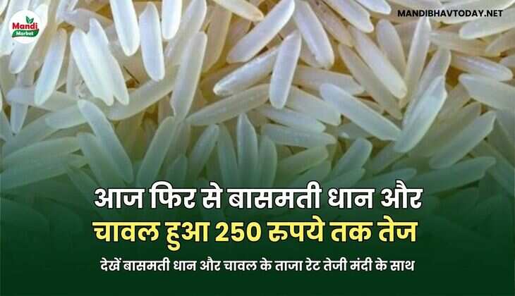 आज फिर से बासमती धान और चावल हुआ 250 रुपये तक तेज | देखें बासमती धान और चावल के ताजा रेट तेजी मंदी के साथ