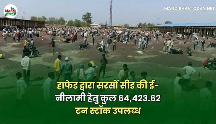 हाफेड द्वारा सरसों सीड की ई-नीलामी हेतु कुल 64,423.62 टन स्टॉक उपलब्ध