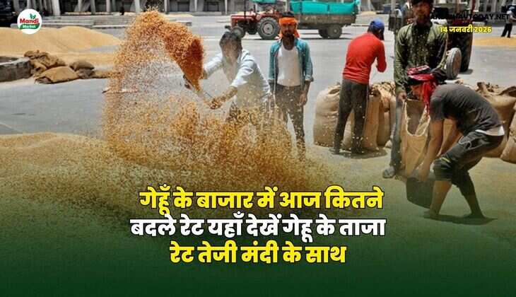 गेहूँ के बाजार में आज कितने बदले रेट | यहाँ देखें गेहू के ताजा रेट तेजी मंदी के साथ