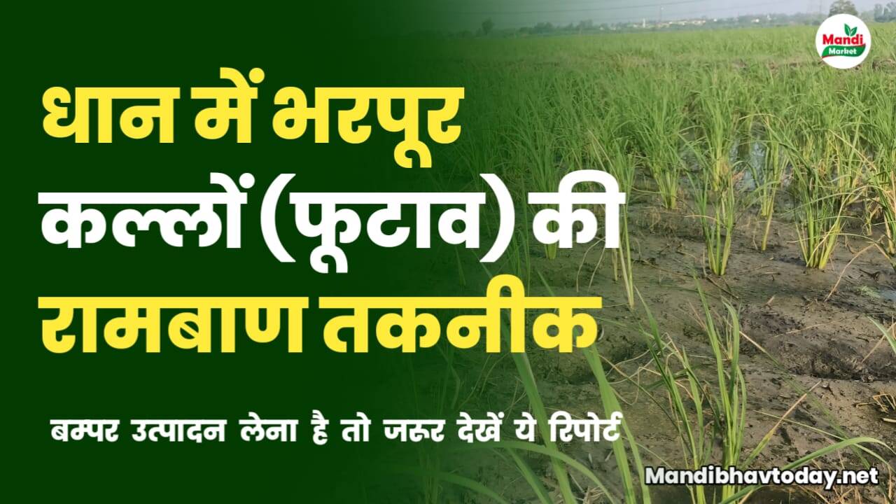 क्या आपके धान में अच्छा फुटाव नहीं है? ये रिपोर्ट पौधों से भर देगी आपका खेत