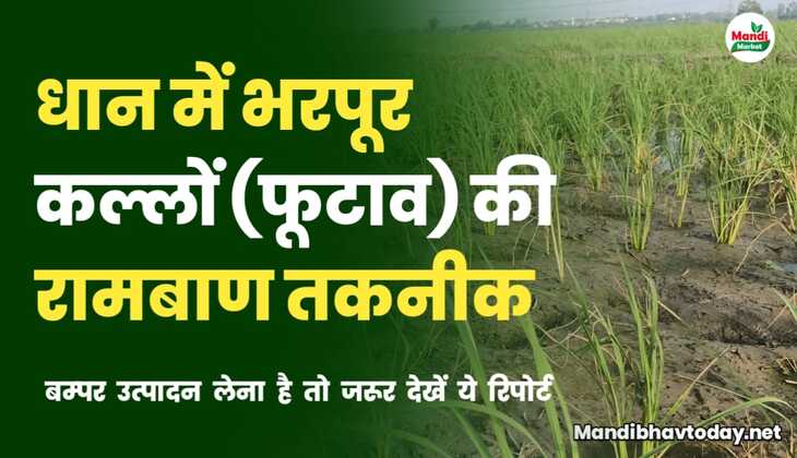 क्या आपके धान में अच्छा फुटाव नहीं है? ये रिपोर्ट पौधों से भर देगी आपका खेत