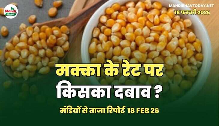 मक्का के रेट पर किसका दबाव ? देखें पूरी खबर 18 फरवरी 26