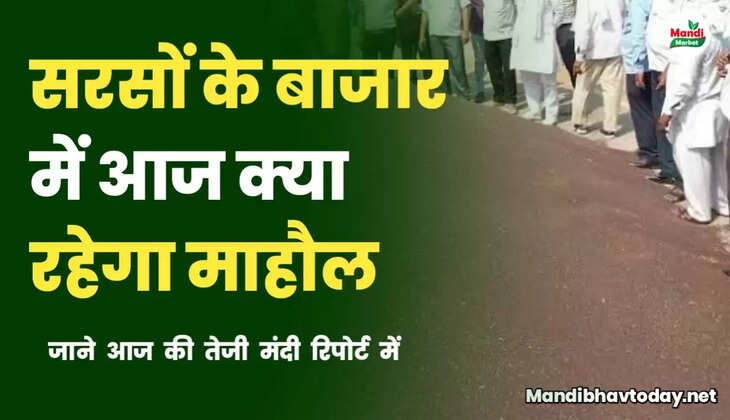सरसों के बाजार में आज क्या है माहौल | तेजी रहेगी या मंदी देखें रिपोर्ट