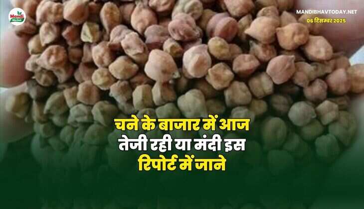 चने के बाजार में आज तेजी रही या मंदी | इस रिपोर्ट में जाने