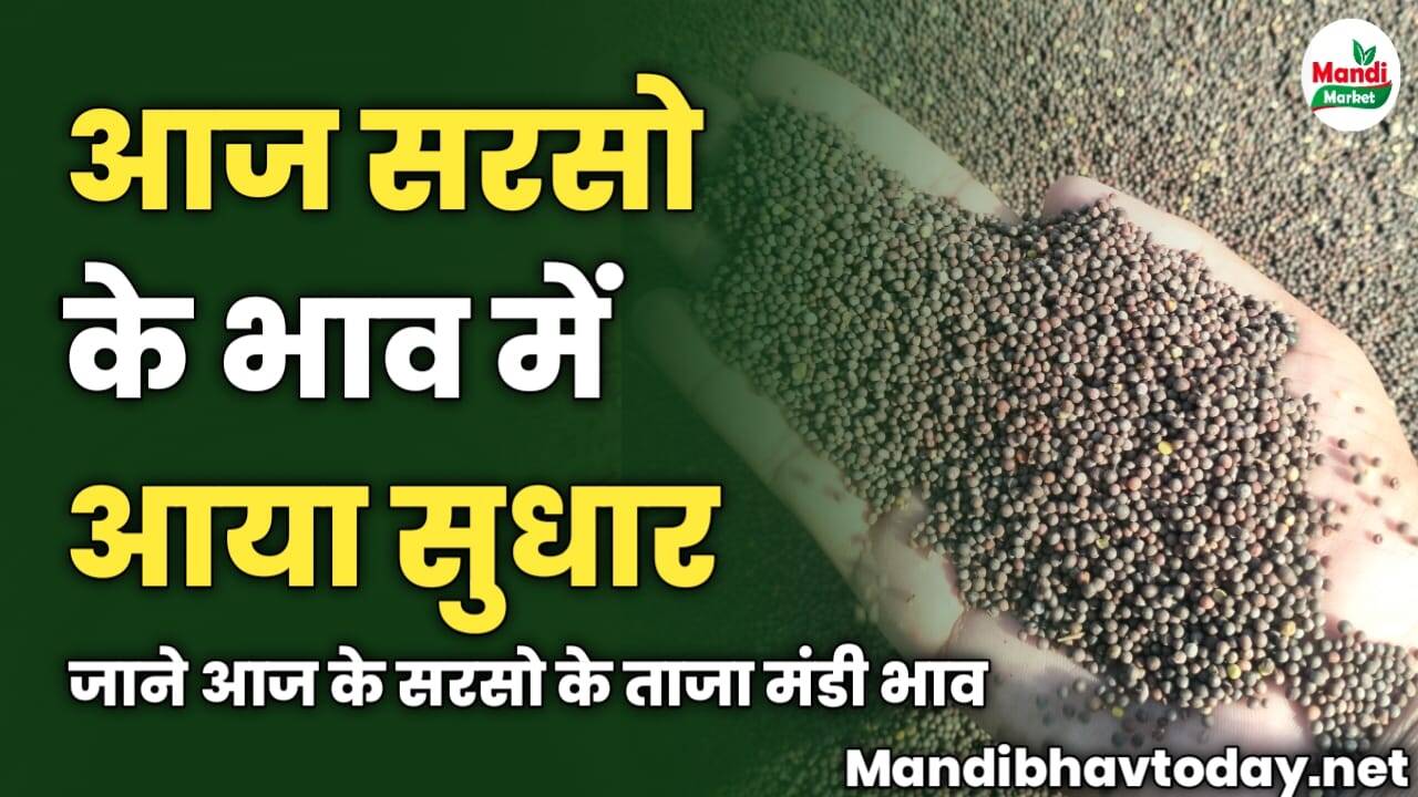 आज सरसो के भाव में आया सुधार | जाने आज के सरसो के ताजा मंडी भाव 