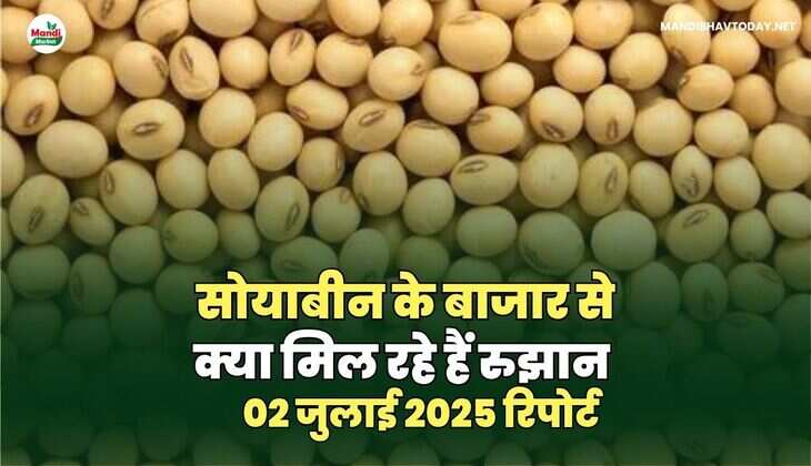 सोयाबीन बाजार की  तेजी मंदी रिपोर्ट -02  जुलाई 2025