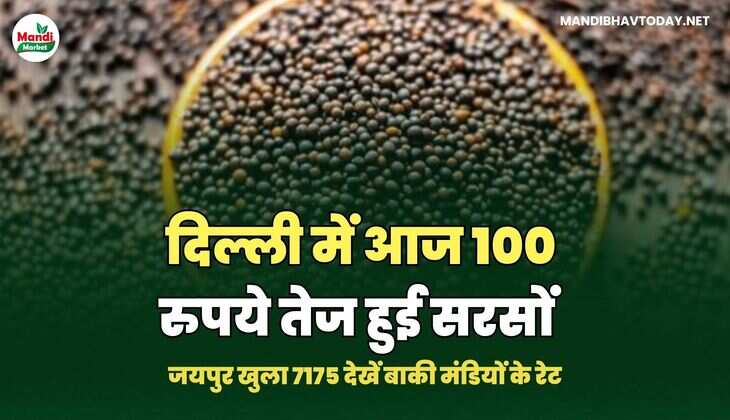 सरसों भाव 