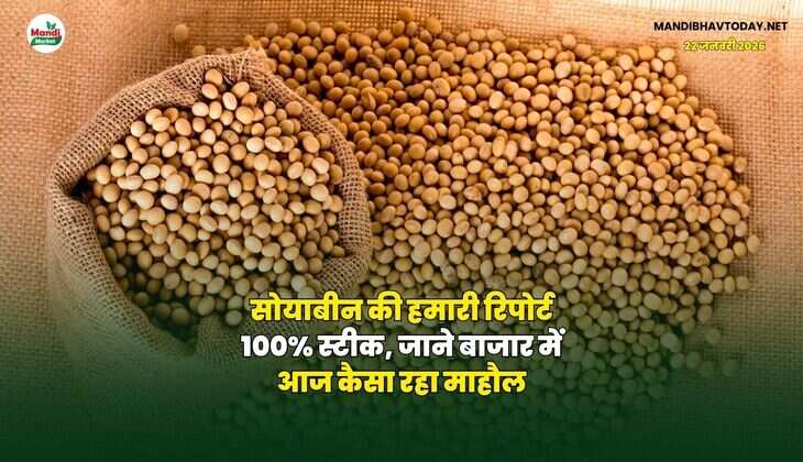 सोयाबीन की हमारी रिपोर्ट 100% स्टीक, जाने बाजार में आज कैसा रहा माहौल।