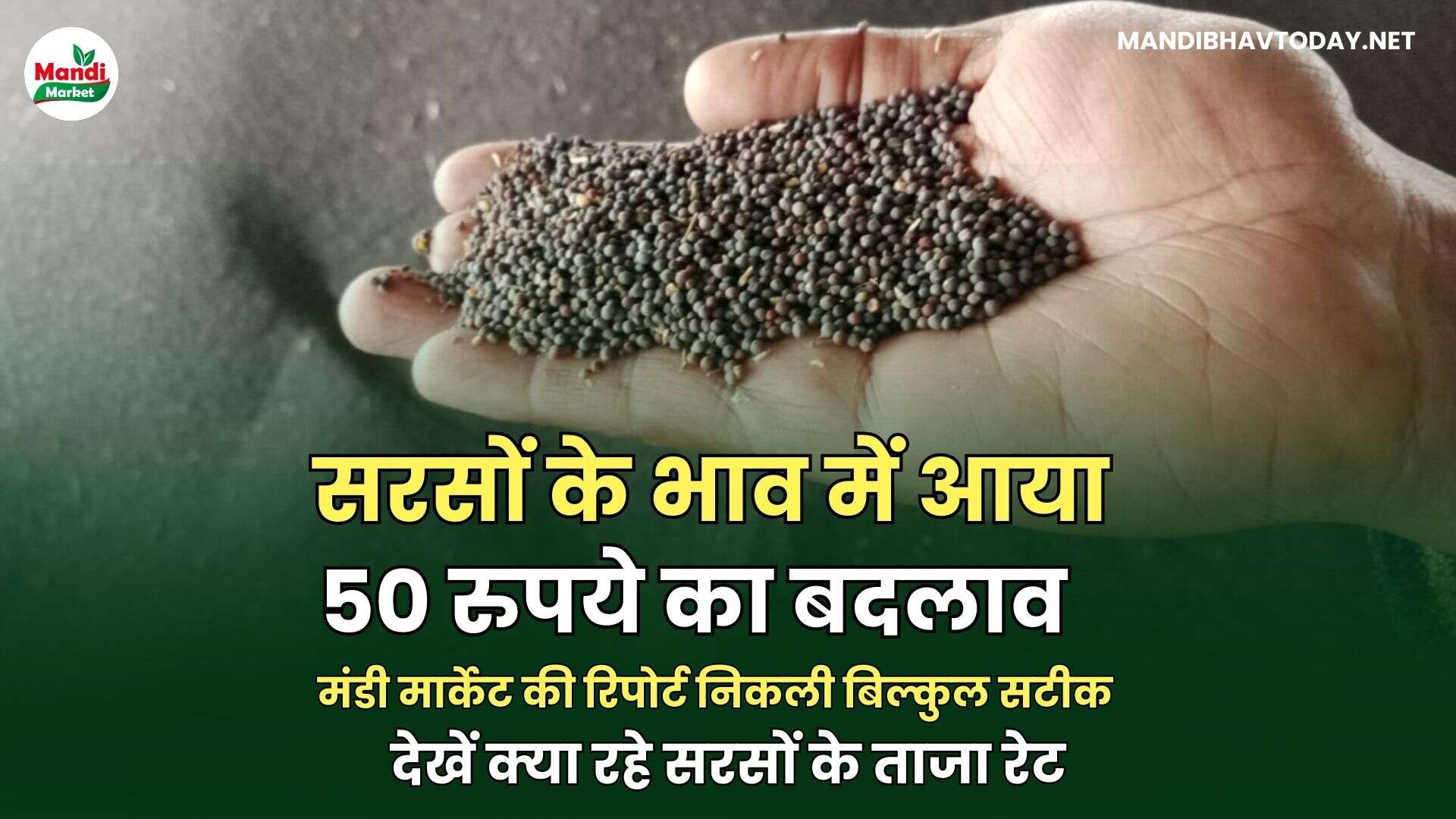 सरसों के भाव में आया 50 रुपये का बदलाव | मंडी मार्केट की रिपोर्ट निकली बिल्कुल सटीक | देखें क्या रहे सरसों के ताजा रेट