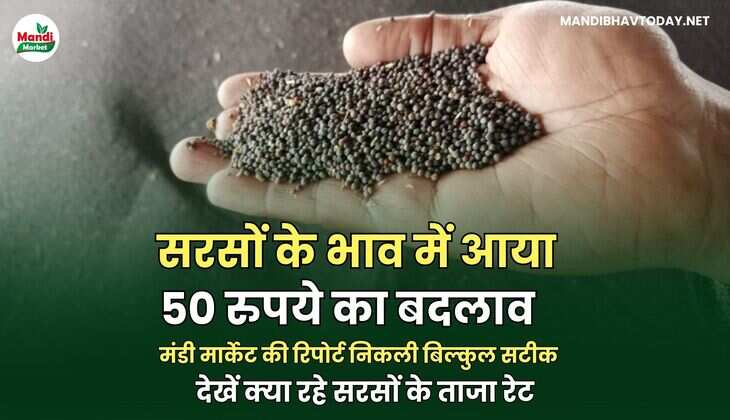सरसों के भाव में आया 50 रुपये का बदलाव | मंडी मार्केट की रिपोर्ट निकली बिल्कुल सटीक | देखें क्या रहे सरसों के ताजा रेट