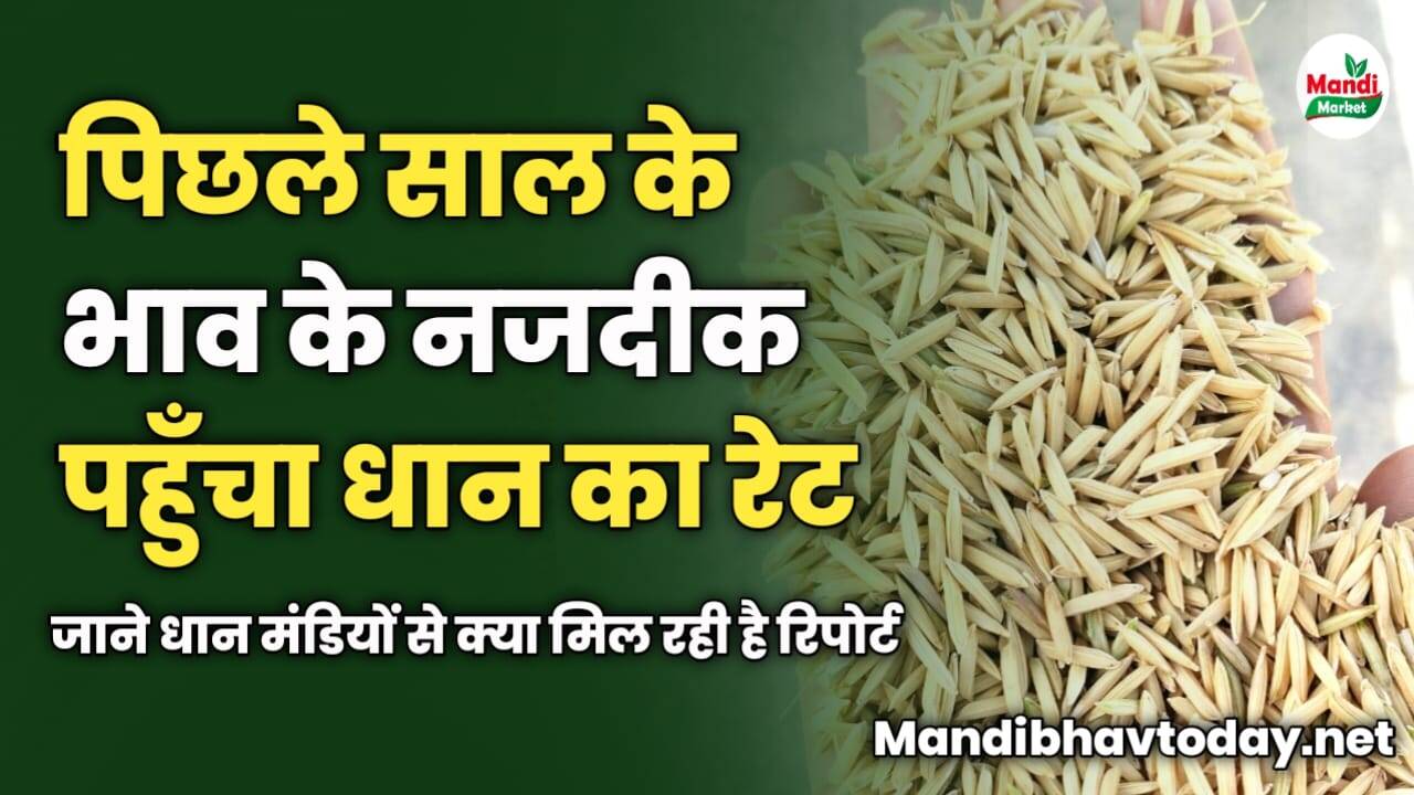 पिछले साल के भाव के नजदीक पहुँचा धान का रेट | जाने धान मंडियों से क्या मिल रही है रिपोर्ट