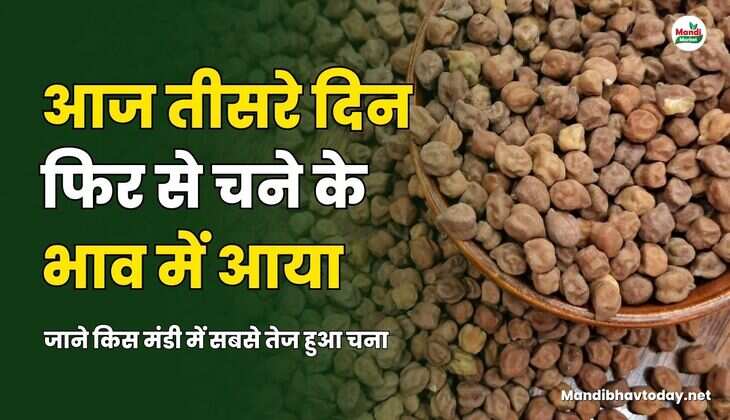 आज तीसरे दिन फिर से चने के भाव में आया | जाने किस मंडी में सबसे तेज हुआ चना