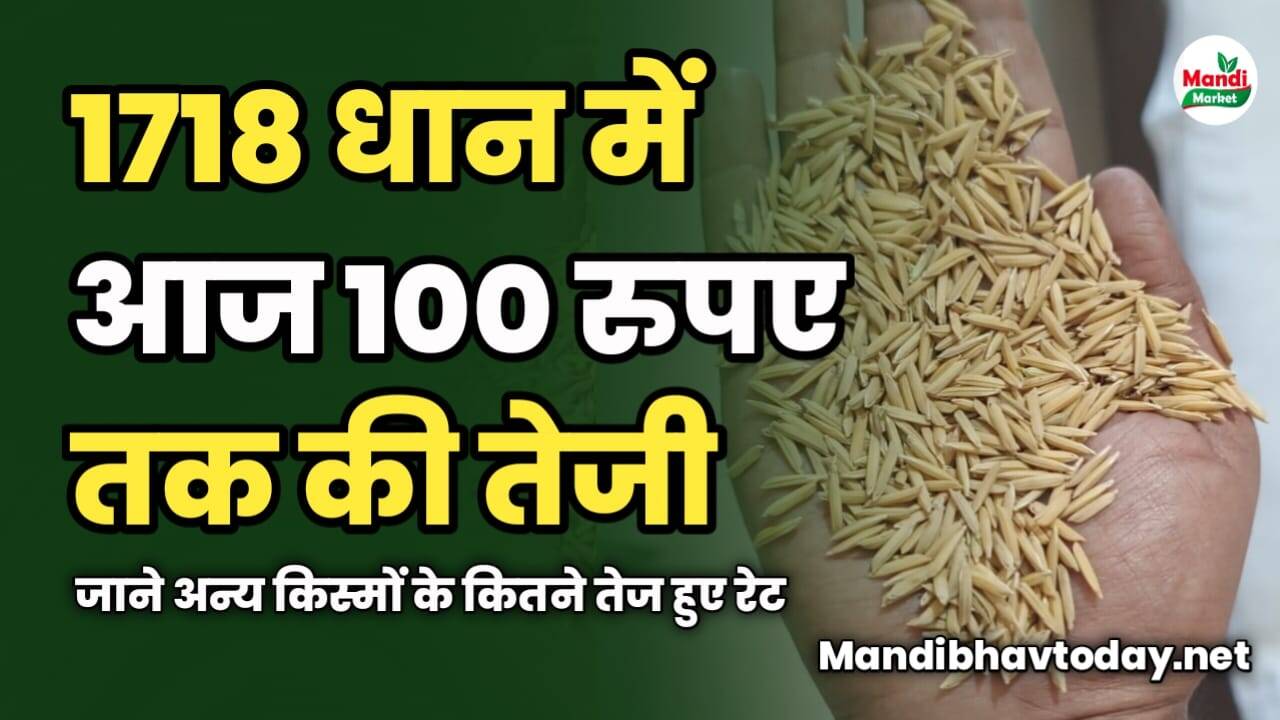 1718 धान में आज 100 रुपए तक की तेजी | जाने अन्य किस्मों के कितने तेज हुए रेट