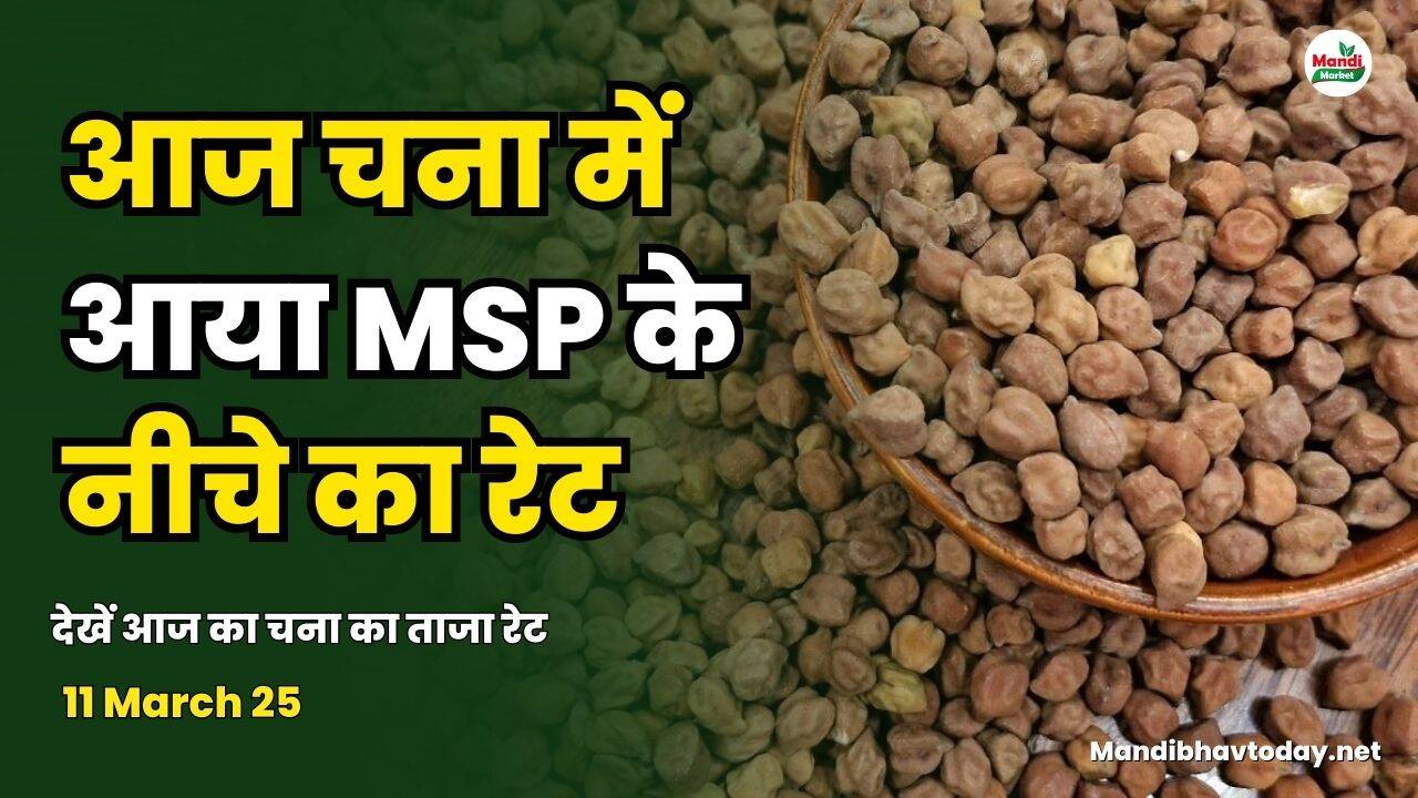 देखें आज का चना का ताजा रेट