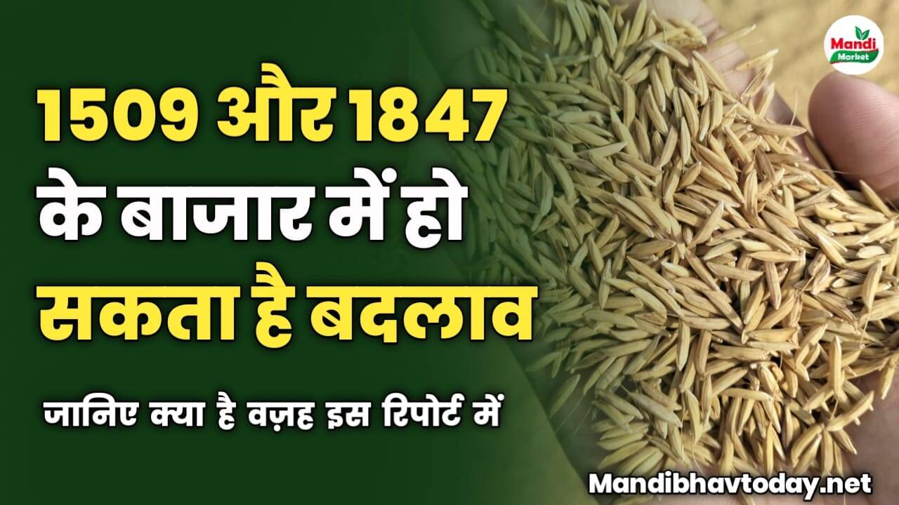 1509 और 1847 के बाजार में हो सकता है बदलाव | जानिए क्या है वज़ह इस रिपोर्ट में
