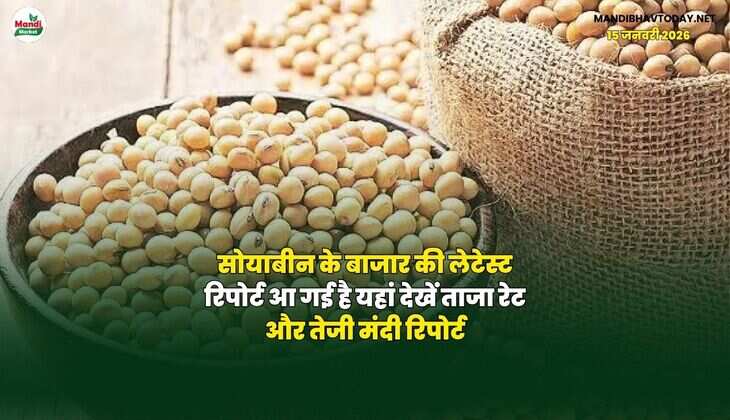 सोयाबीन के बाजार की लेटेस्ट रिपोर्ट आ गई है | यहां देखें ताजा रेट और तेजी मंदी रिपोर्ट