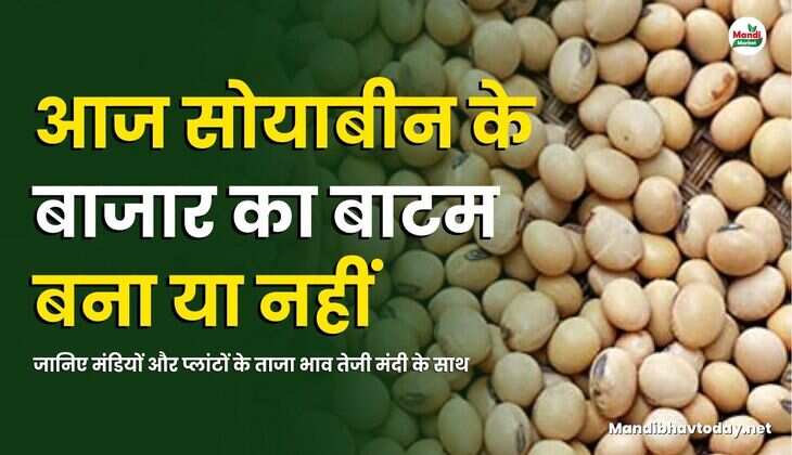 सोयाबीन के बाजार का बाटम बना या नहीं | जानिए मंडियों और प्लांटों के ताजा भाव तेजी मंदी के साथ