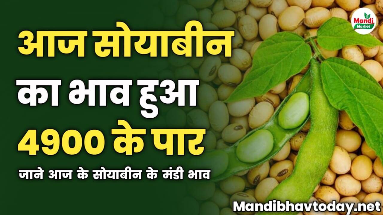 आज सोयाबीन का भाव हुआ 4900 के पार | जाने आज के सोयाबीन के मंडी भाव