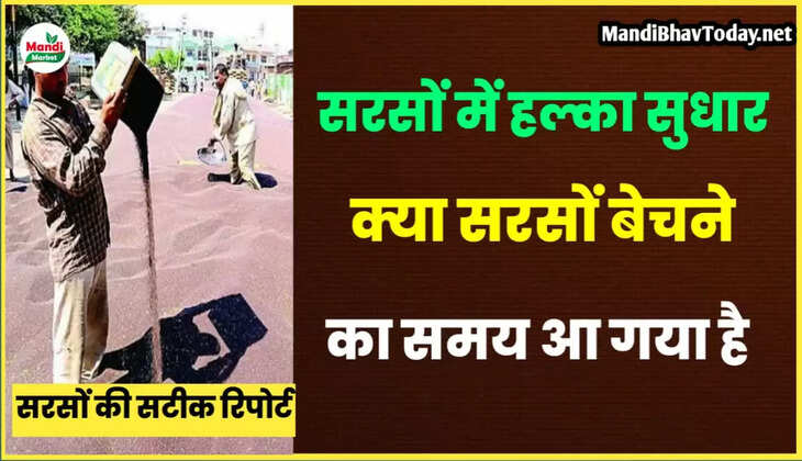 क्या सरसों निकालने का समय आ गया है | देखे सरसों की आज की तेजी मंदी रिपोर्ट