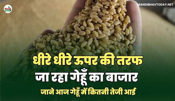 धीरे धीरे ऊपर की तरफ जा रहा गेहूँ का बाजार | जाने आज गेहूँ में&nbsp;कितनी&nbsp;तेजी&nbsp;आई