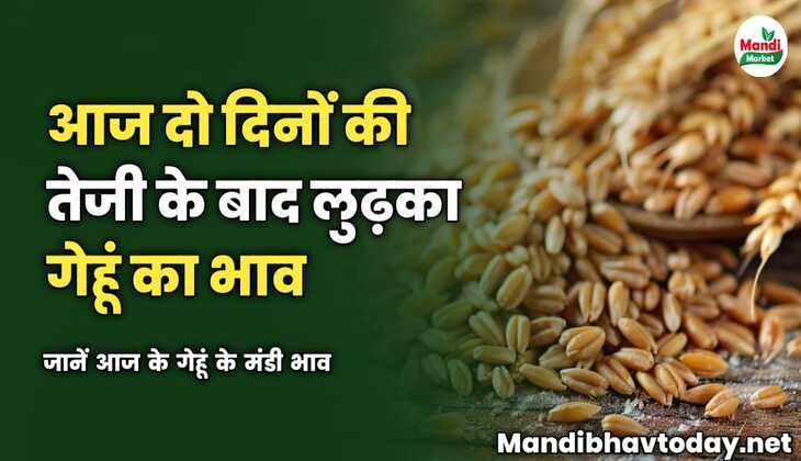 दो दिनों की तेजी के बाद आज लुढ़का गेहूं का भाव | जानें आज के गेहूं के मंडी भाव