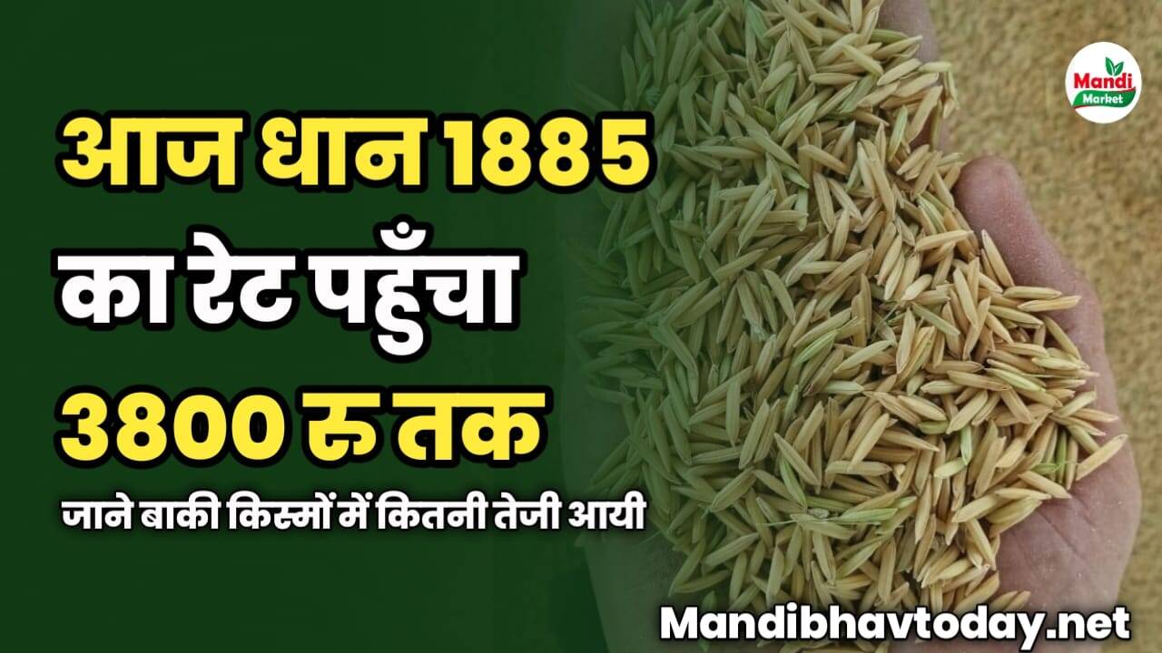 आज धान 1885 का रेट पहुँचा 3800 रु तक | जाने बाकी किस्मों में कितनी तेजी आयी