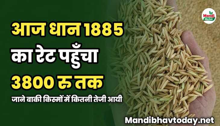 आज धान 1885 का रेट पहुँचा 3800 रु तक | जाने बाकी किस्मों में कितनी तेजी आयी