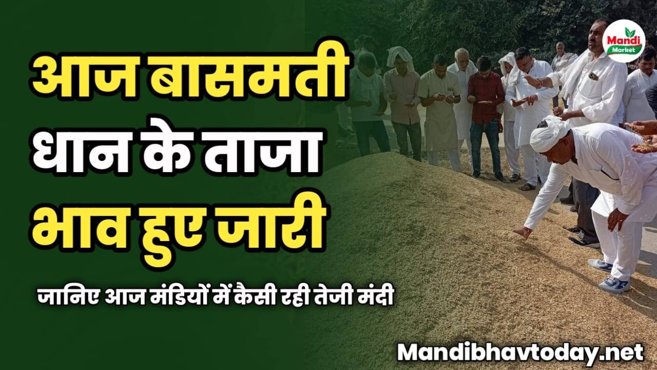 बासमती धान के ताजा भाव हुए जारी | जानिए आज मंडियों में कैसी रही तेजी मंदी
