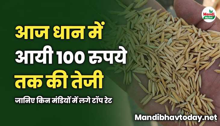 आज धान में आयी 100 रुपये तक की तेजी | जानिए किन मंडियों में लगे टॉप रेट