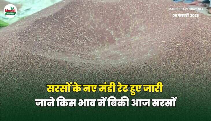 सरसों के नए मंडी रेट हुए जारी जाने किस भाव में बिकी आज सरसों