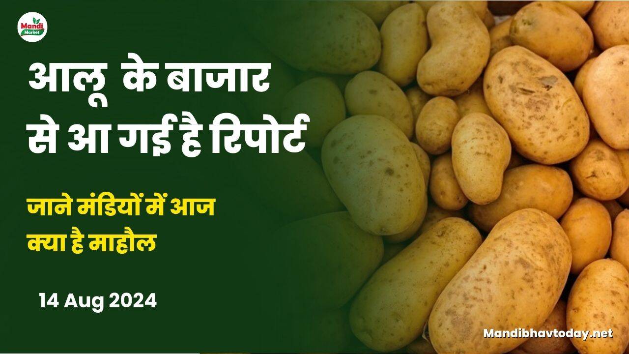 आलू के बाजार से आ गई है रिपोर्ट जाने मंडियों में आज क्या है माहौल