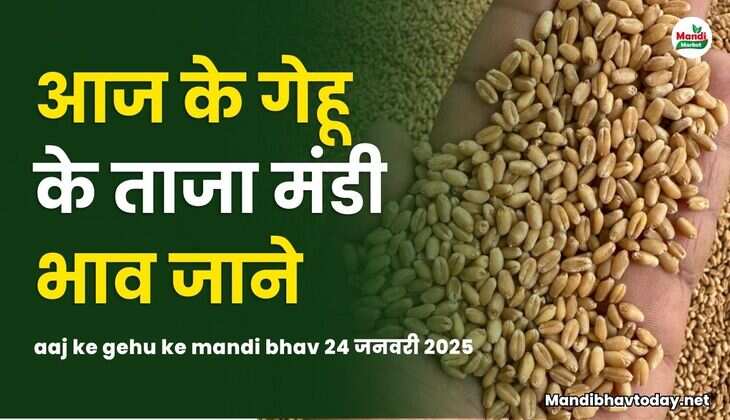 आज के गेहू के ताजा मंडी भाव | aaj ke gehu ke mandi bhav 24 jan 2025