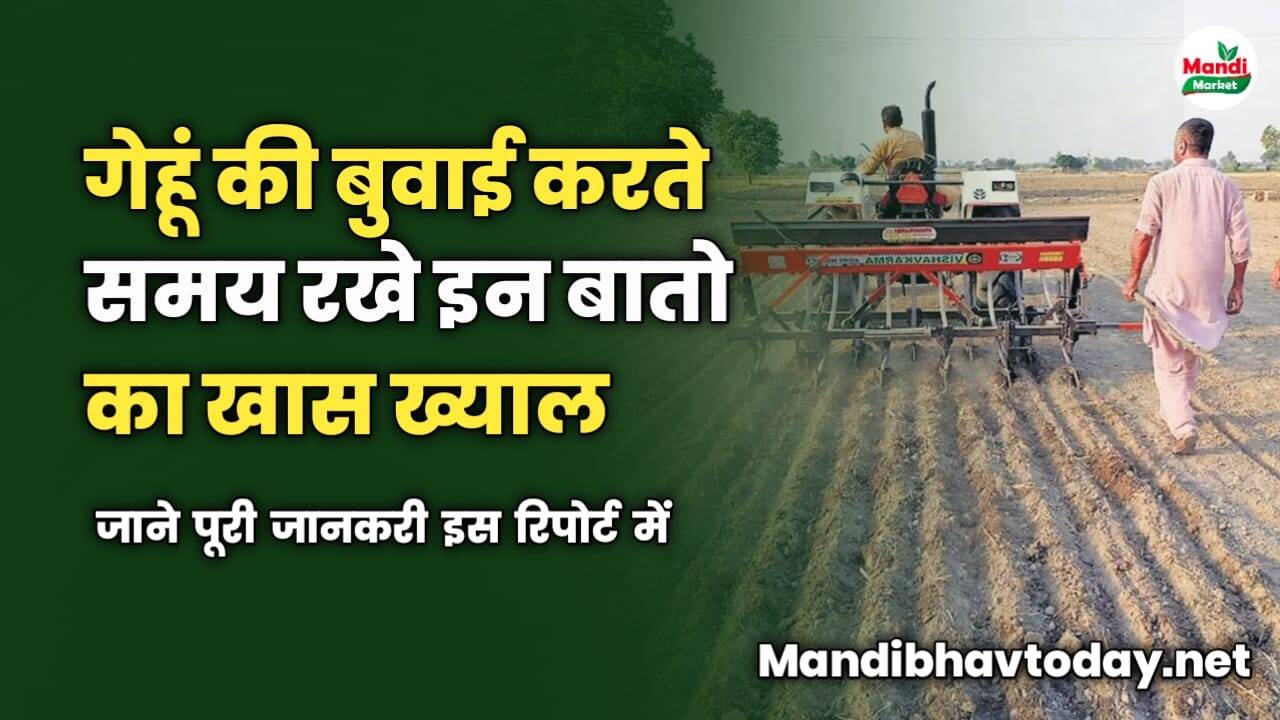 गेहूं की बुवाई करते समय रखे इन बातो का खास ख्याल | जाने पूरी जानकरी इस रिपोर्ट में
