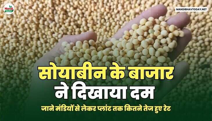 सोयाबीन के बाजार ने दिखाया दम | जाने मंडियों से लेकर प्लांट तक कितने&nbsp;तेज&nbsp;हुए&nbsp;रेट