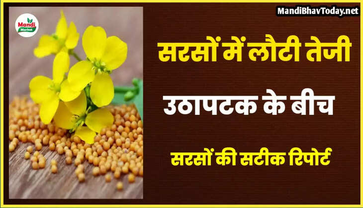 mustard teji mandi report