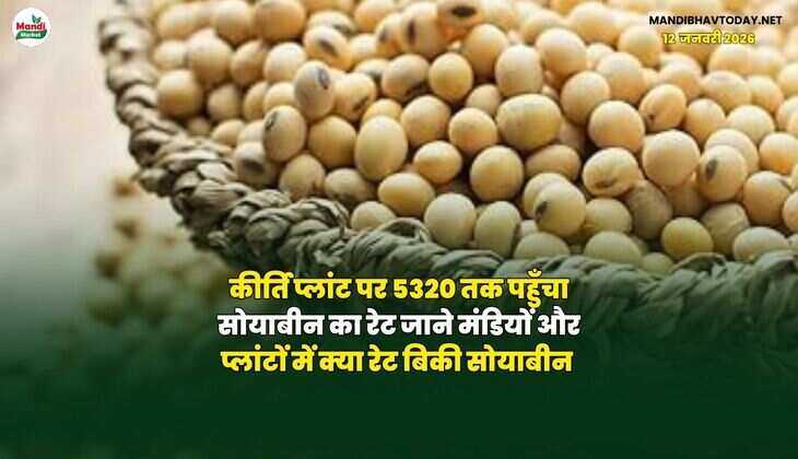 कीर्ति प्लांट पर 5320 तक पहुँचा सोयाबीन का रेट | जाने मंडियों और प्लांटों में क्या रेट बिकी सोयाबीन