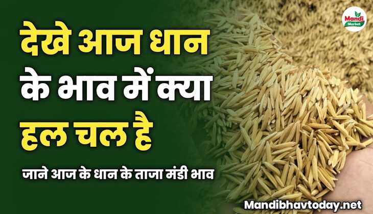 देखे आज धान के भाव में क्या हल चल है | जाने आज के धान के ताजा मंडी भाव 
