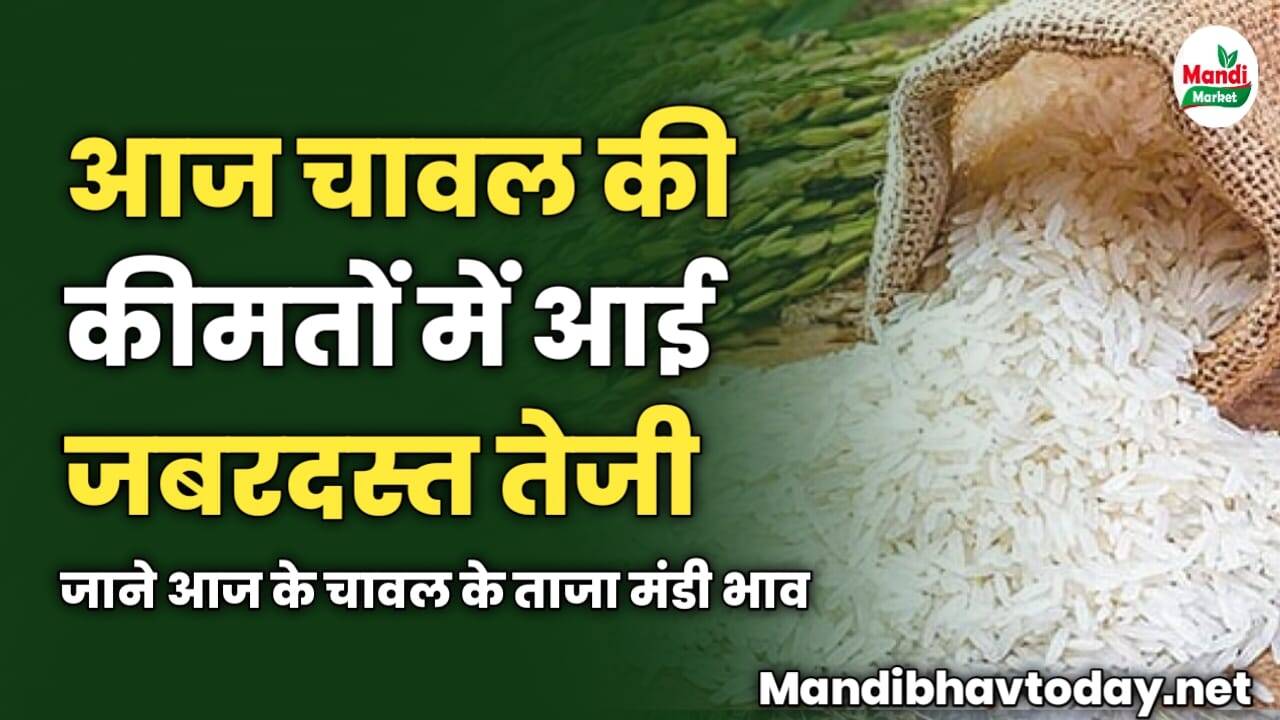 आज चावल की कीमतों में आई जबरदस्त तेजी | जाने आज के चावल के ताजा मंडी भाव
