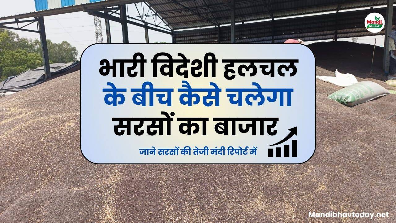 भारी विदेशी हलचल के बीच कैसे चलेगा सरसों का बाजार | जाने सरसों की तेजी मंदी रिपोर्ट में