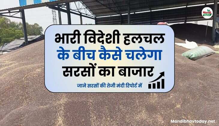 भारी विदेशी हलचल के बीच कैसे चलेगा सरसों का बाजार | जाने सरसों की तेजी मंदी रिपोर्ट में