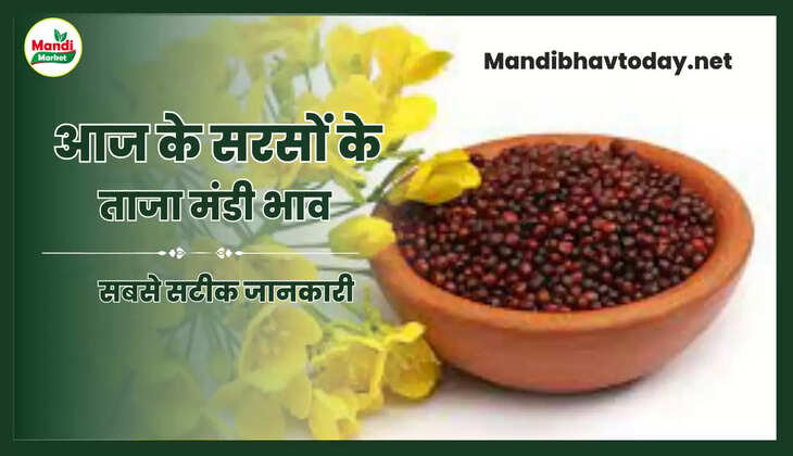 आज सरसों के रेट Sarso Live Rate Today 08 May 2023 